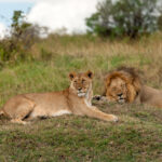 lion in national park of kenya 2021 08 26 15 56 01 utc