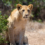 lion in national park of kenya 2021 08 26 15 56 04 utc 1