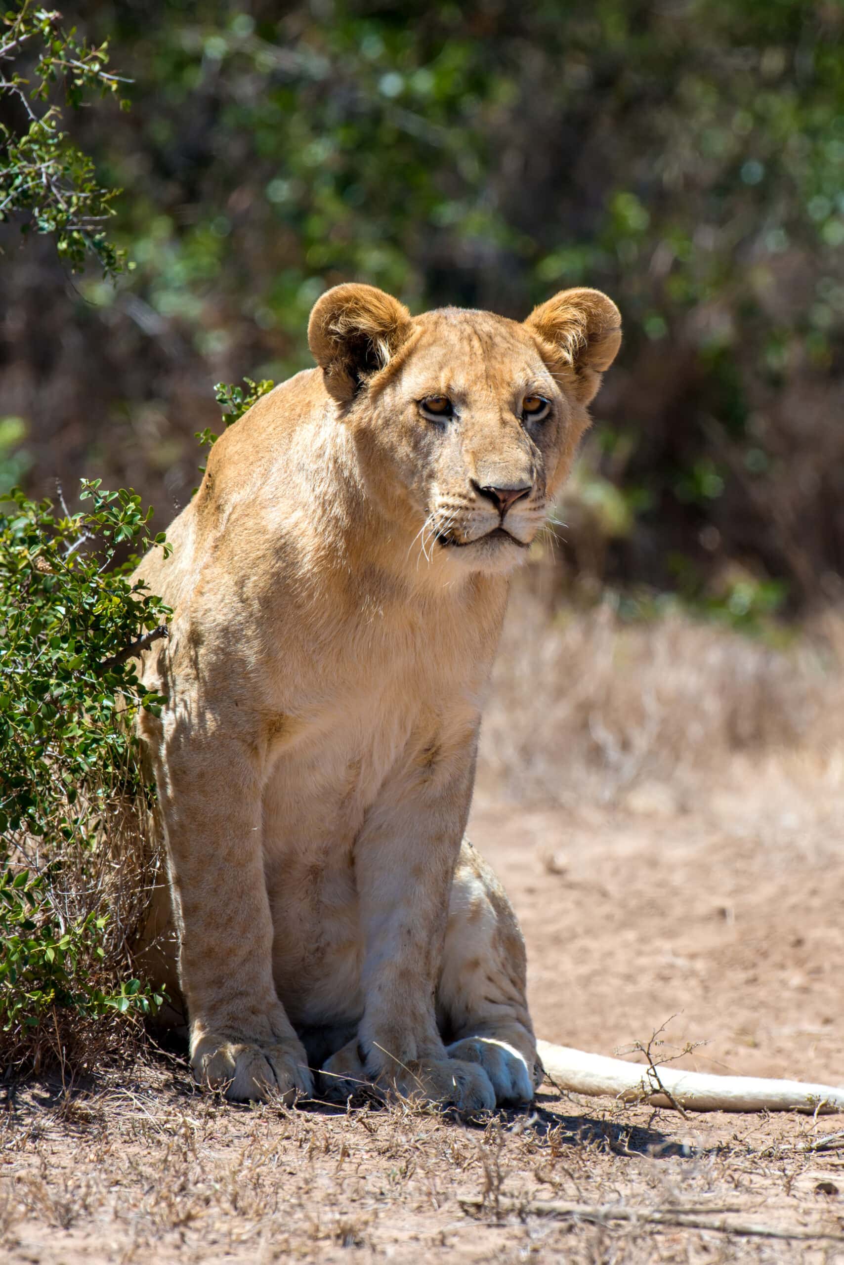 lion in national park of kenya 2021 08 26 15 56 04 utc 1 scaled