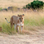 lion in national park of kenya 2021 08 26 15 56 04 utc