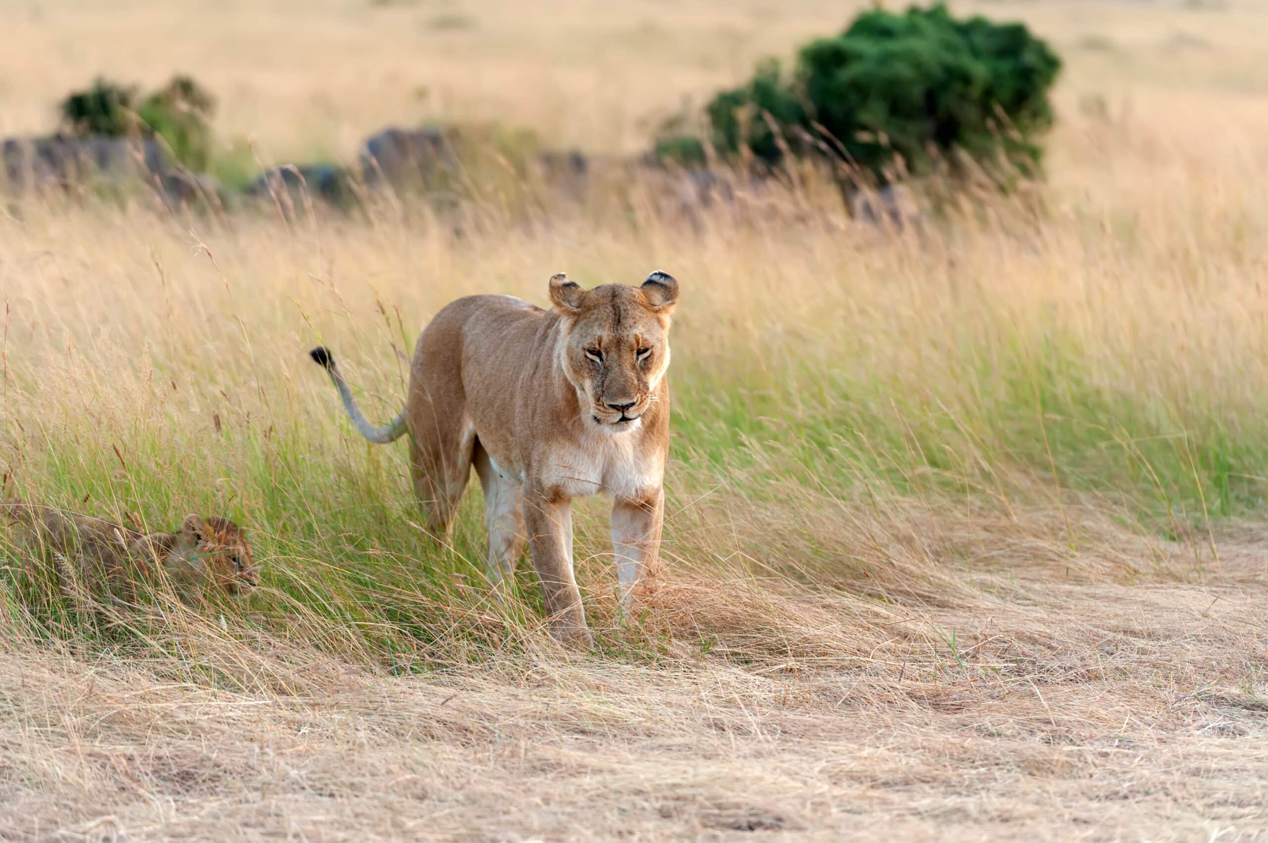lion in national park of kenya 2021 08 26 15 56 04 utc scaled