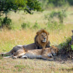 lion in national park of kenya 2021 08 26 15 56 05 utc