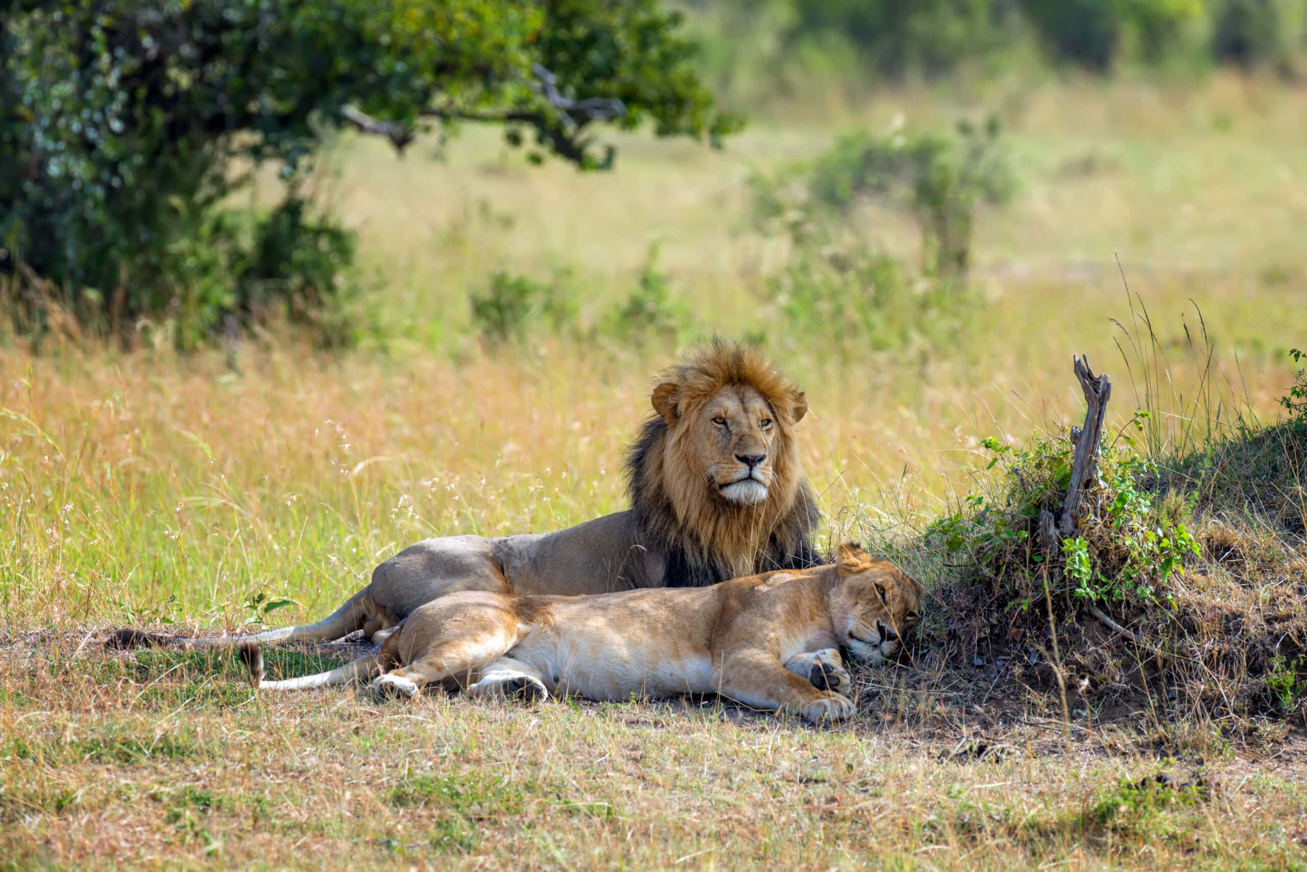 lion in national park of kenya 2021 08 26 15 56 05 utc scaled