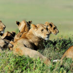 lion in the grass of masai mara kenya 2021 08 26 15 55 34 utc