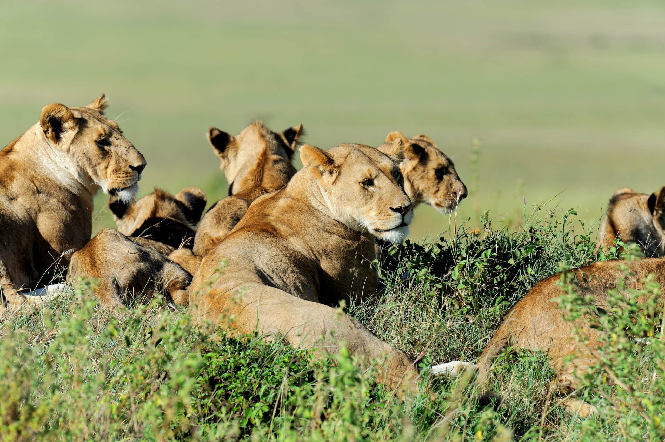 lion in the grass of masai mara kenya 2021 08 26 15 55 34 utc scaled