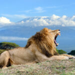 lion on kilimanjaro mount background in national p 2021 08 26 15 55 54 utc
