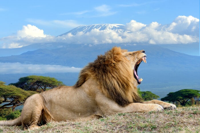 6 Days Lion King Luxury Safari