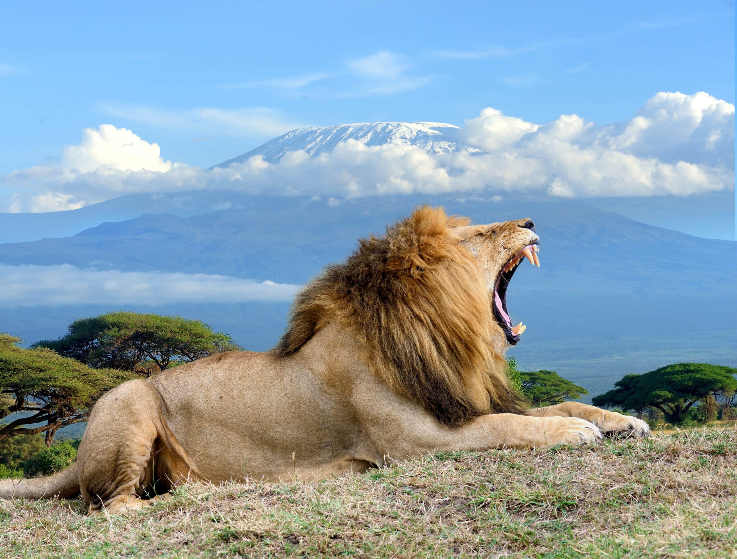 lion on kilimanjaro mount background in national p 2021 08 26 15 55 54 utc scaled