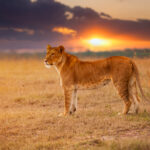 lioness in the african savanna at sunset kenya 2021 08 31 09 41 47 utc