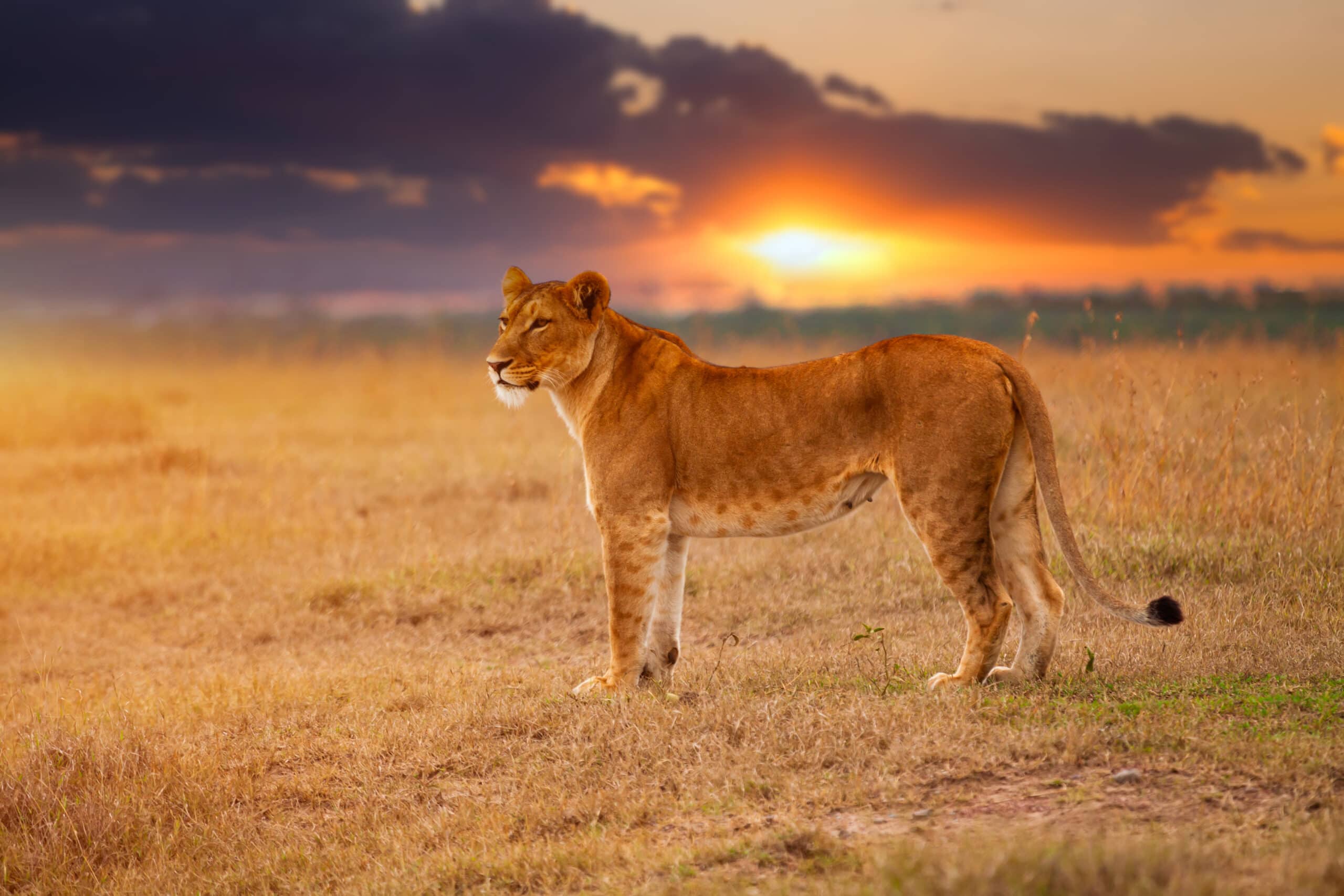 lioness in the african savanna at sunset kenya 2021 08 31 09 41 47 utc scaled