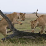 lionesses playing panthera leo masai mara natio 2022 03 04 01 44 40 utc