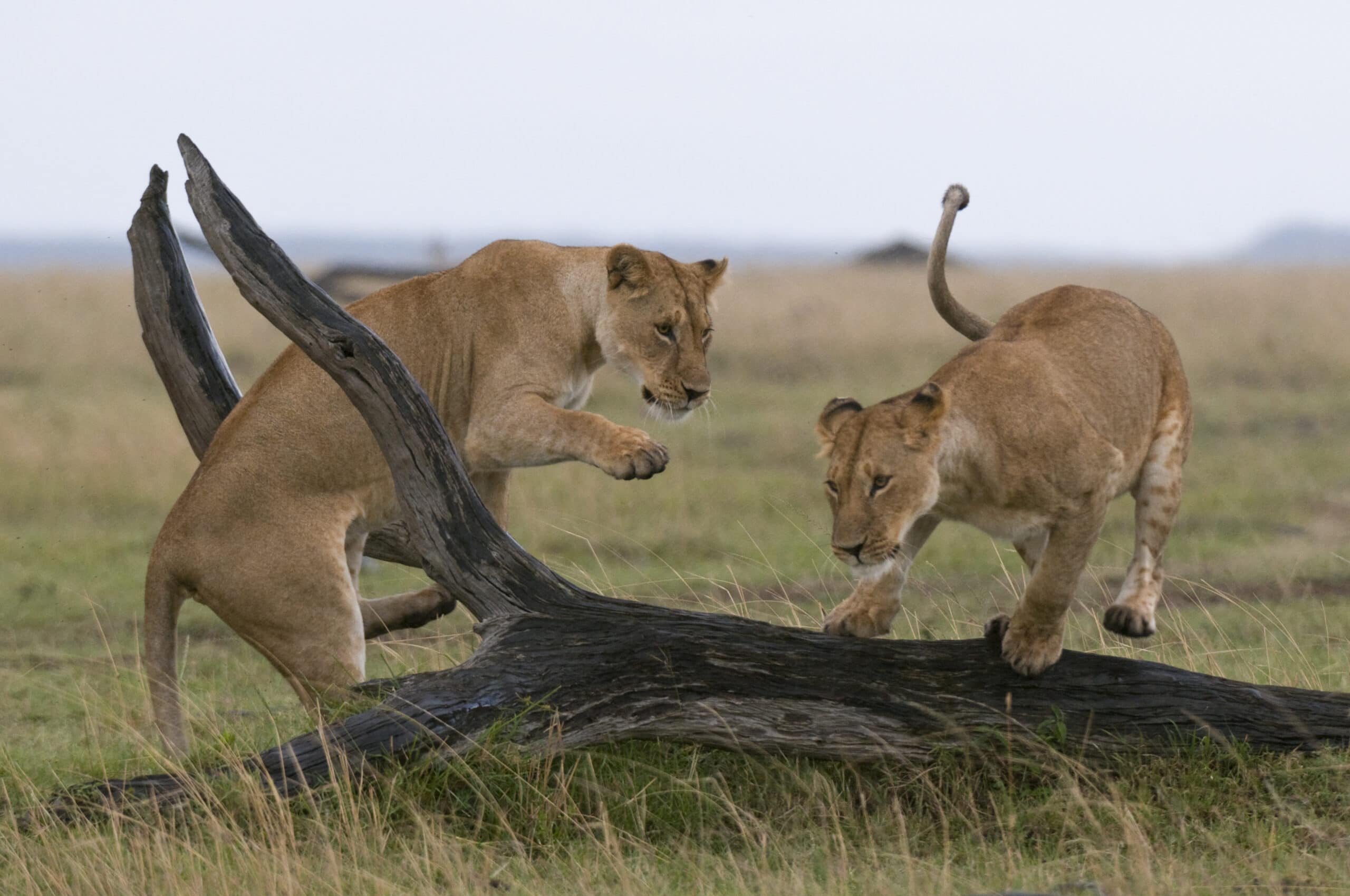lionesses playing panthera leo masai mara natio 2022 03 04 01 44 40 utc scaled