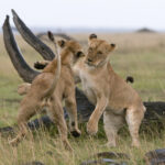 lionesses playing panthera leo masai mara natio 2022 03 04 01 51 00 utc