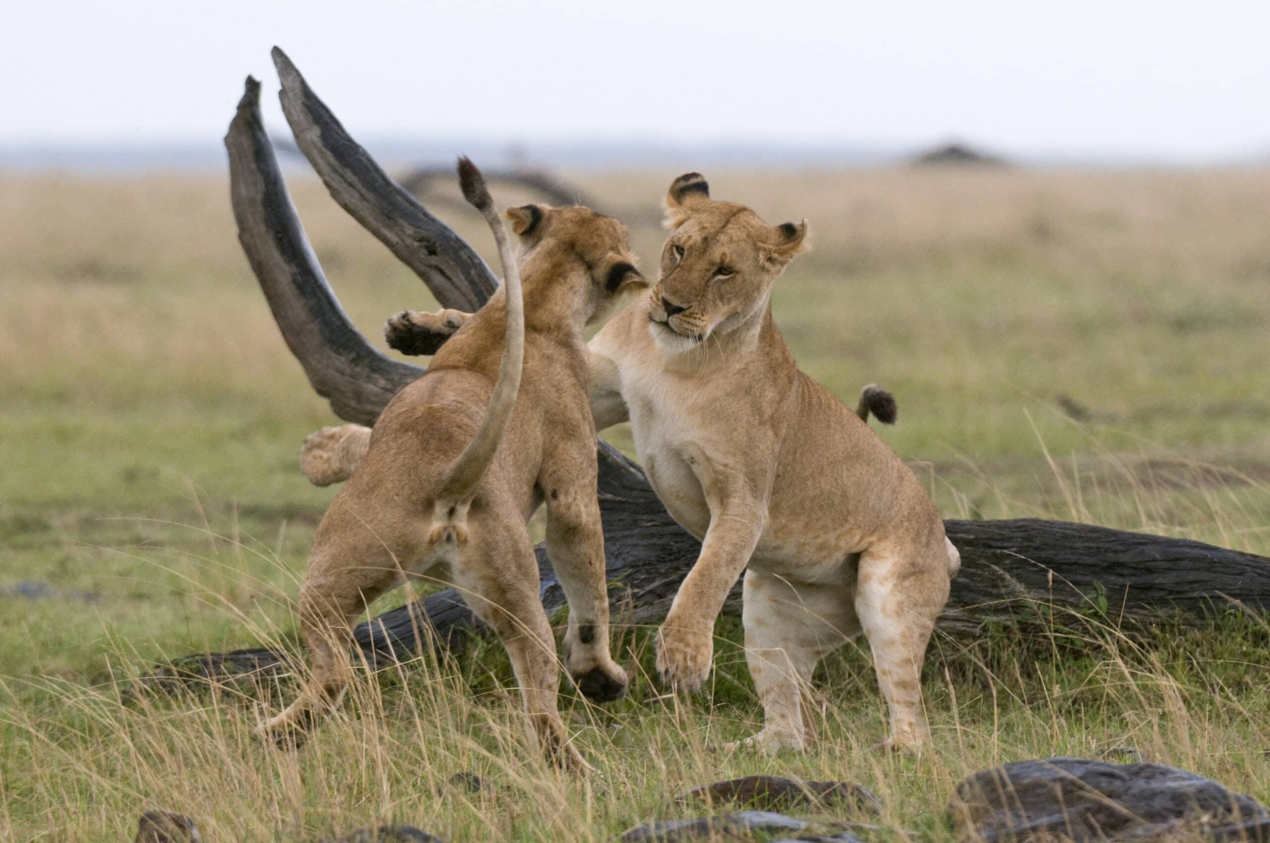 lionesses playing panthera leo masai mara natio 2022 03 04 01 51 00 utc scaled