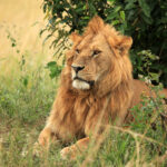male lion kenya 2021 08 26 18 14 46 utc
