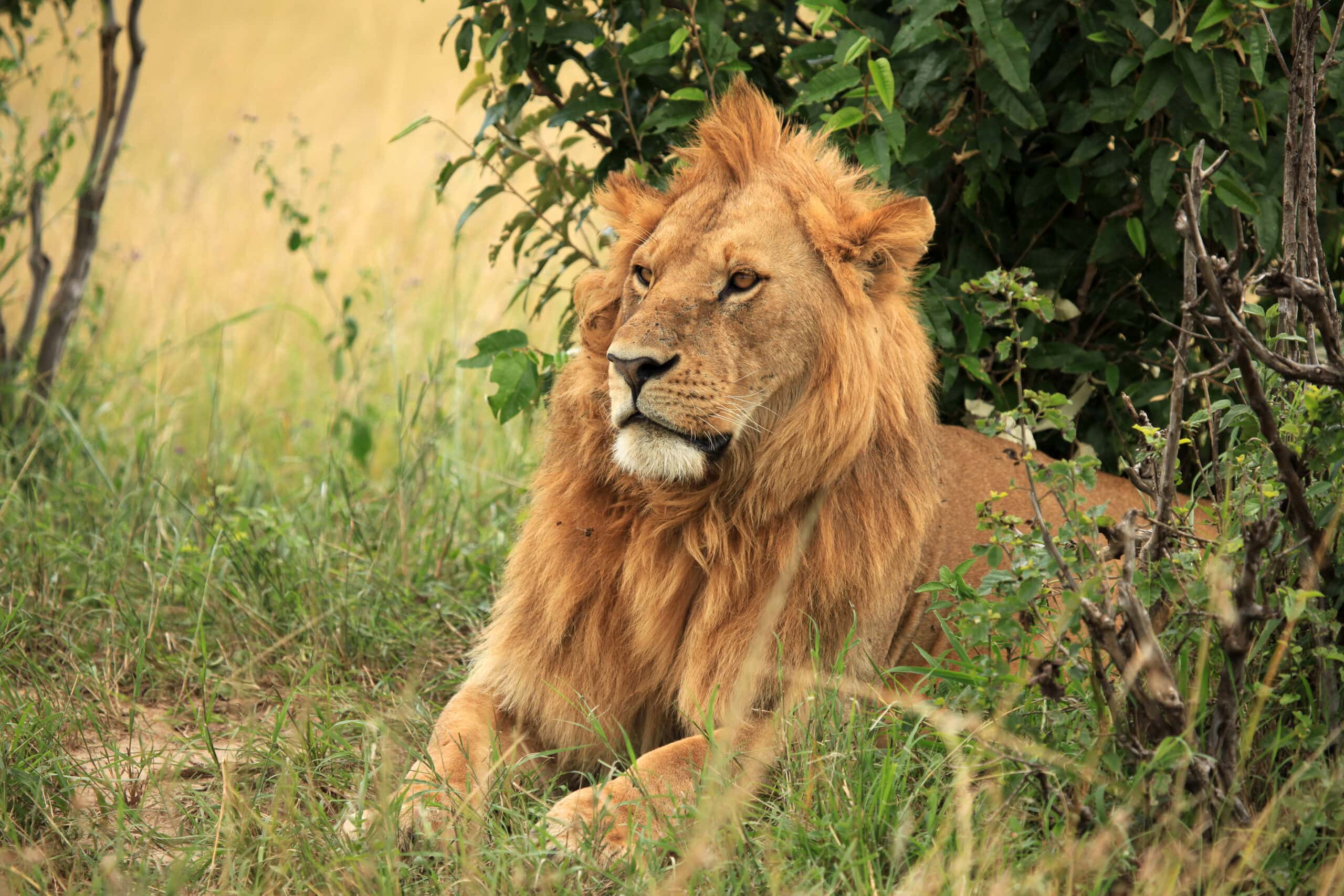 male lion kenya 2021 08 26 18 14 46 utc scaled