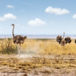 masai ostrich in kenya africa 2022 06 17 03 13 57 utc