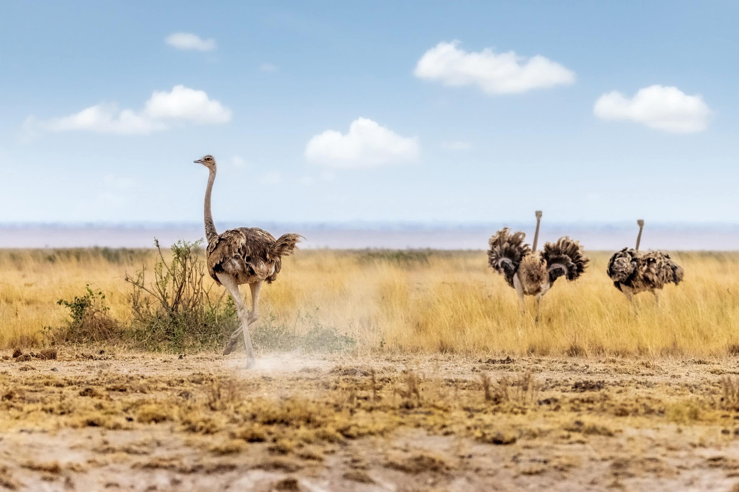 masai ostrich in kenya africa 2022 06 17 03 13 57 utc scaled
