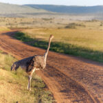 ostrich walking on savanna in africa safari ken 2021 08 26 17 40 55 utc