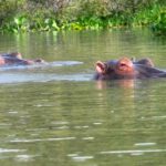 pair of hippos swimming in lake naivasha kenya gr 2022 11 15 16 38 15 utc