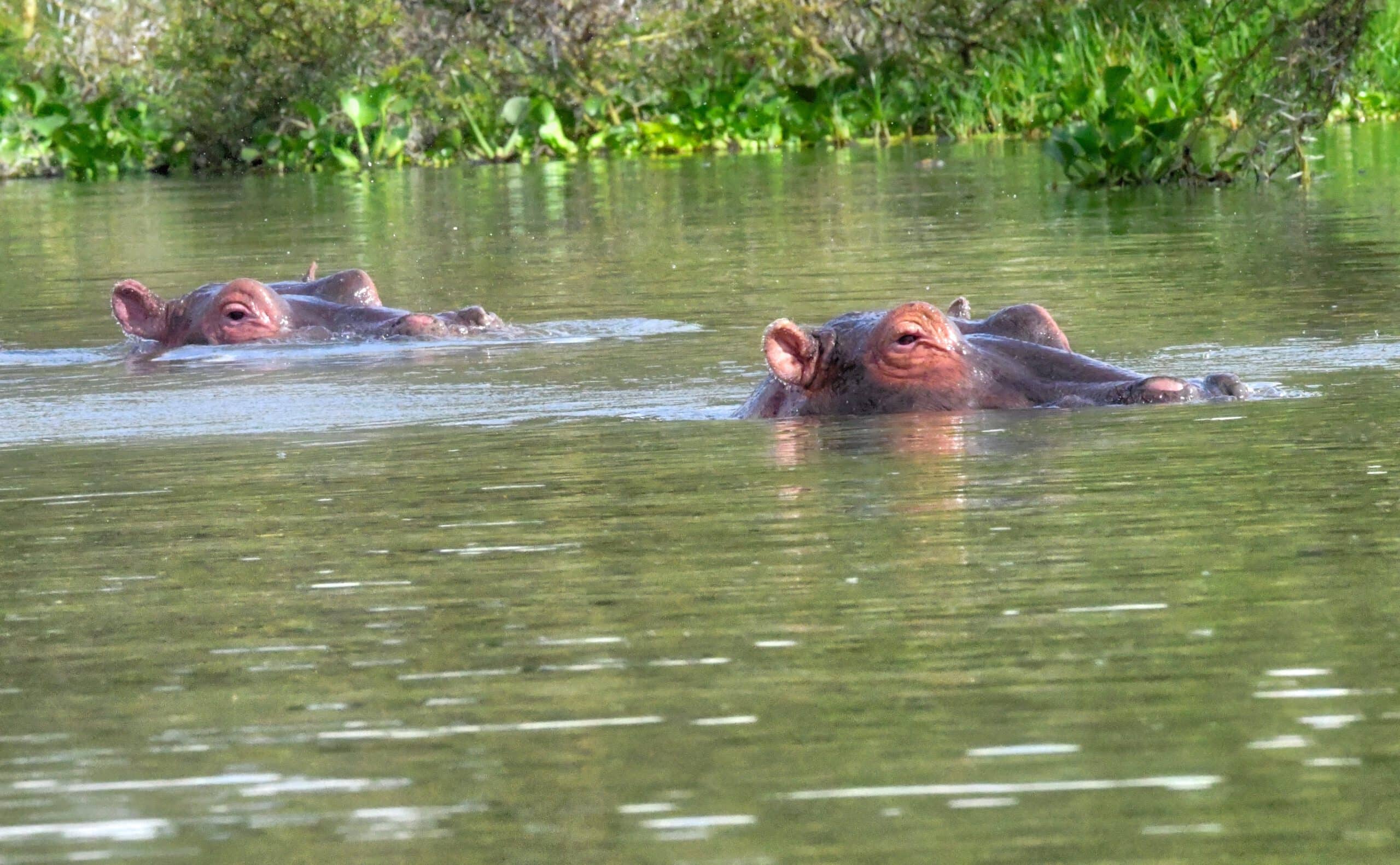 pair of hippos swimming in lake naivasha kenya gr 2022 11 15 16 38 15 utc scaled