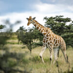 reticulated giraffe giraffa reticulata at el kar 2022 03 04 07 15 14 utc