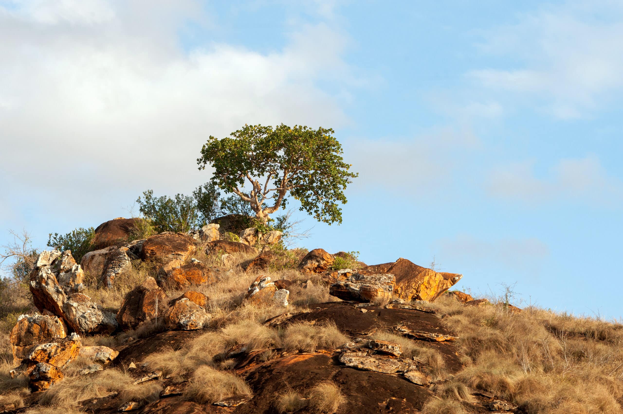 savannah landscape in the national park of kenya 2021 08 26 15 55 55 utc scaled