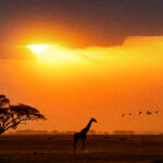 silhouette of giraffe walking in kenya africa 2022 06 17 03 05 05 utc 1