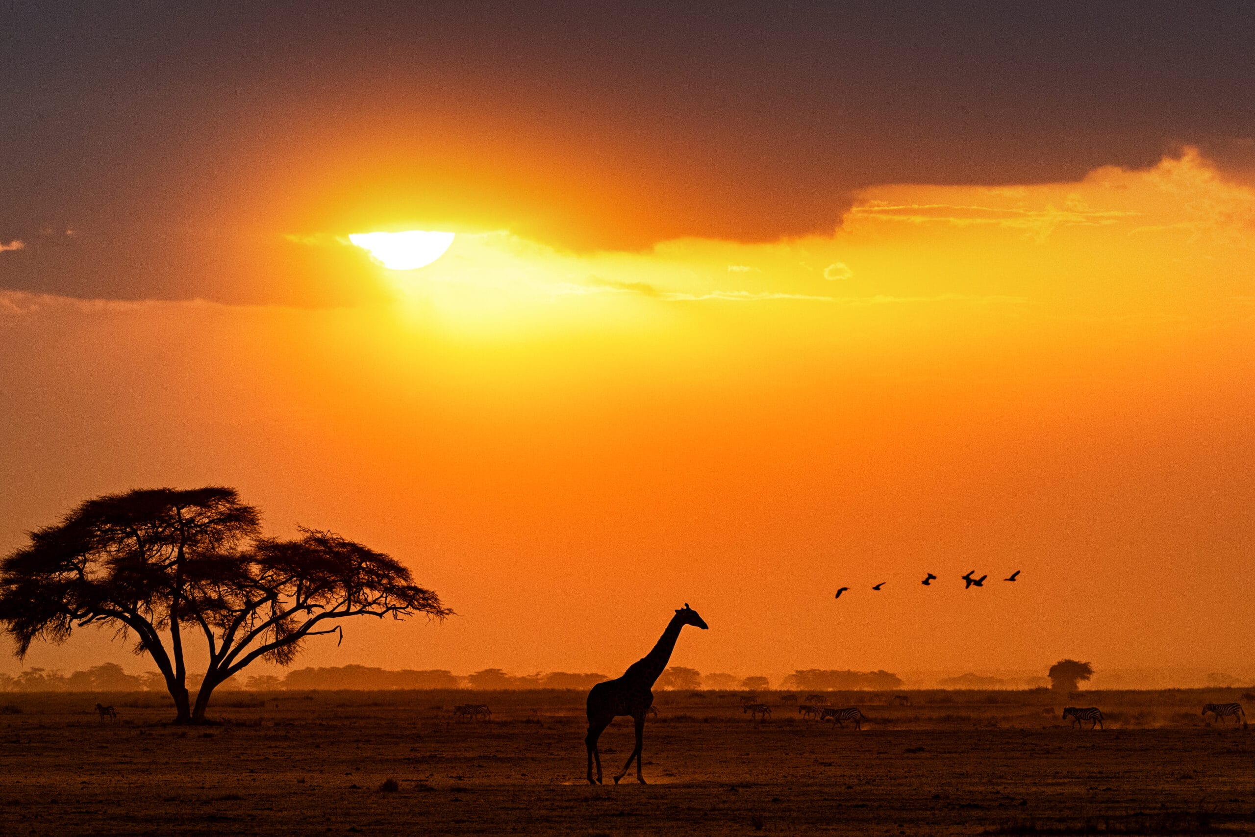 silhouette of giraffe walking in kenya africa 2022 06 17 03 05 05 utc 1 scaled