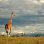 strolling giraffe sweetwaters camp nanyuki keny 2022 11 02 18 18 17 utc