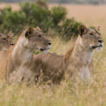 three lionesses panthera leo watching for a prey 2022 03 04 01 54 14 utc