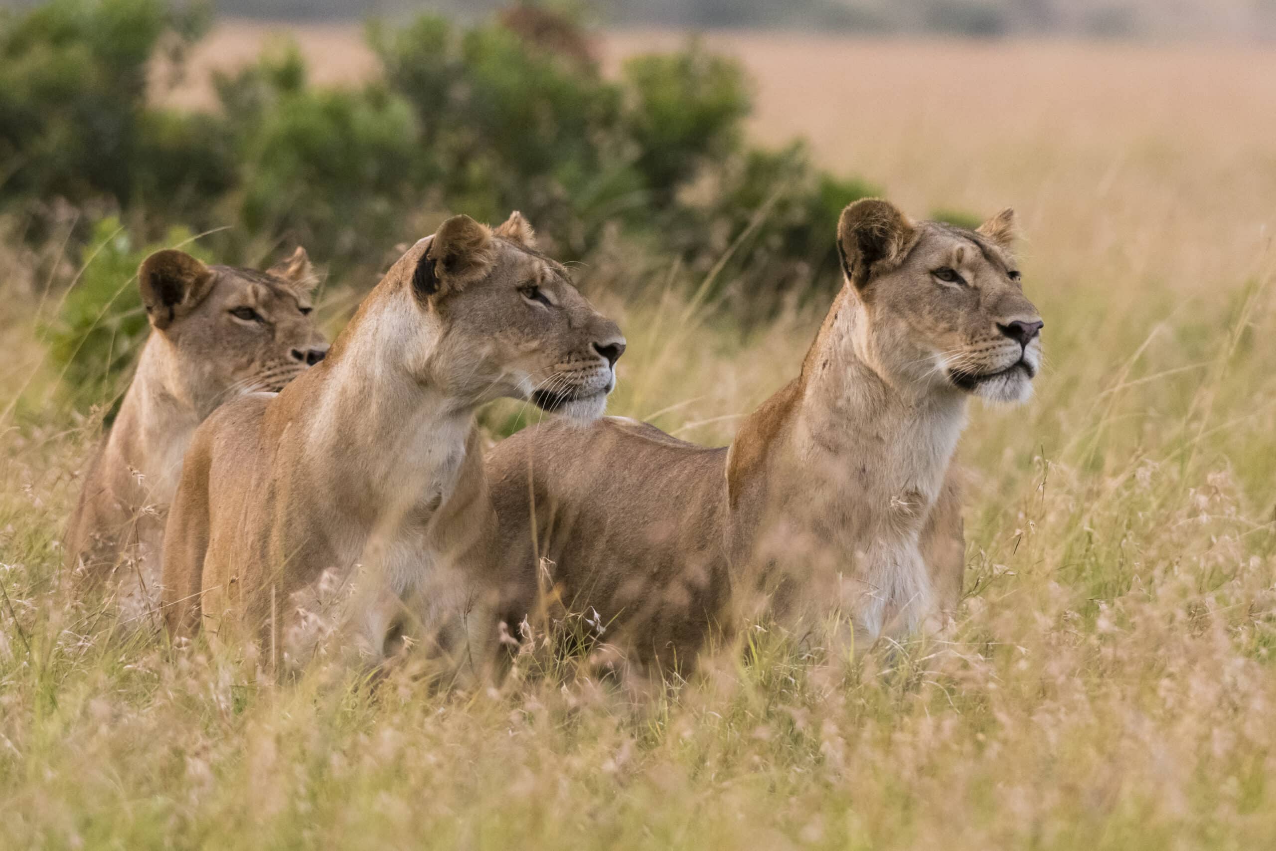 three lionesses panthera leo watching for a prey 2022 03 04 01 54 14 utc scaled