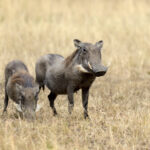 warthog on the national park kenya 2021 08 26 15 55 38 utc