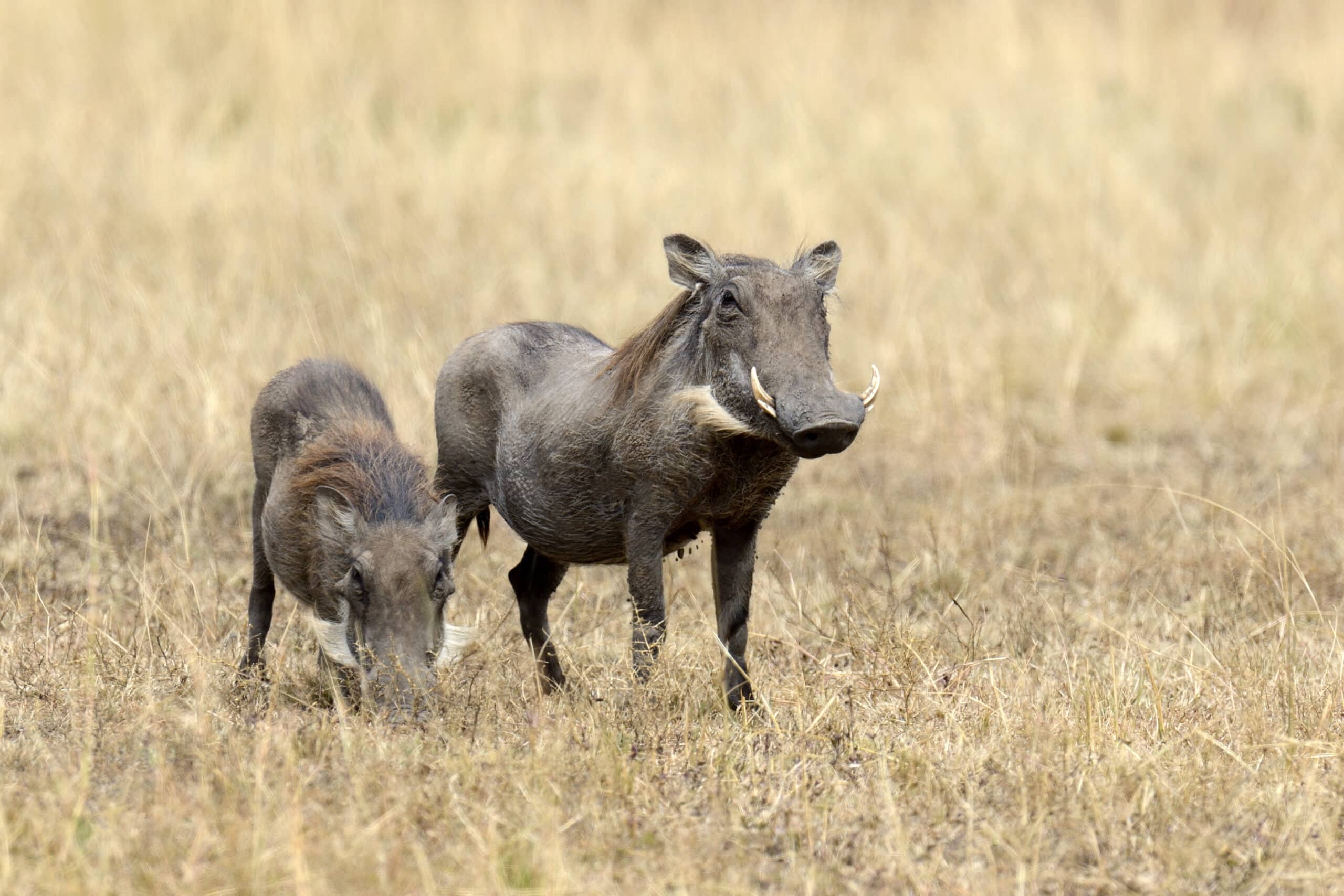 warthog on the national park kenya 2021 08 26 15 55 38 utc scaled