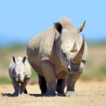 white rhinoceros in the nature habitat kenya afr 2021 08 26 15 55 51 utc