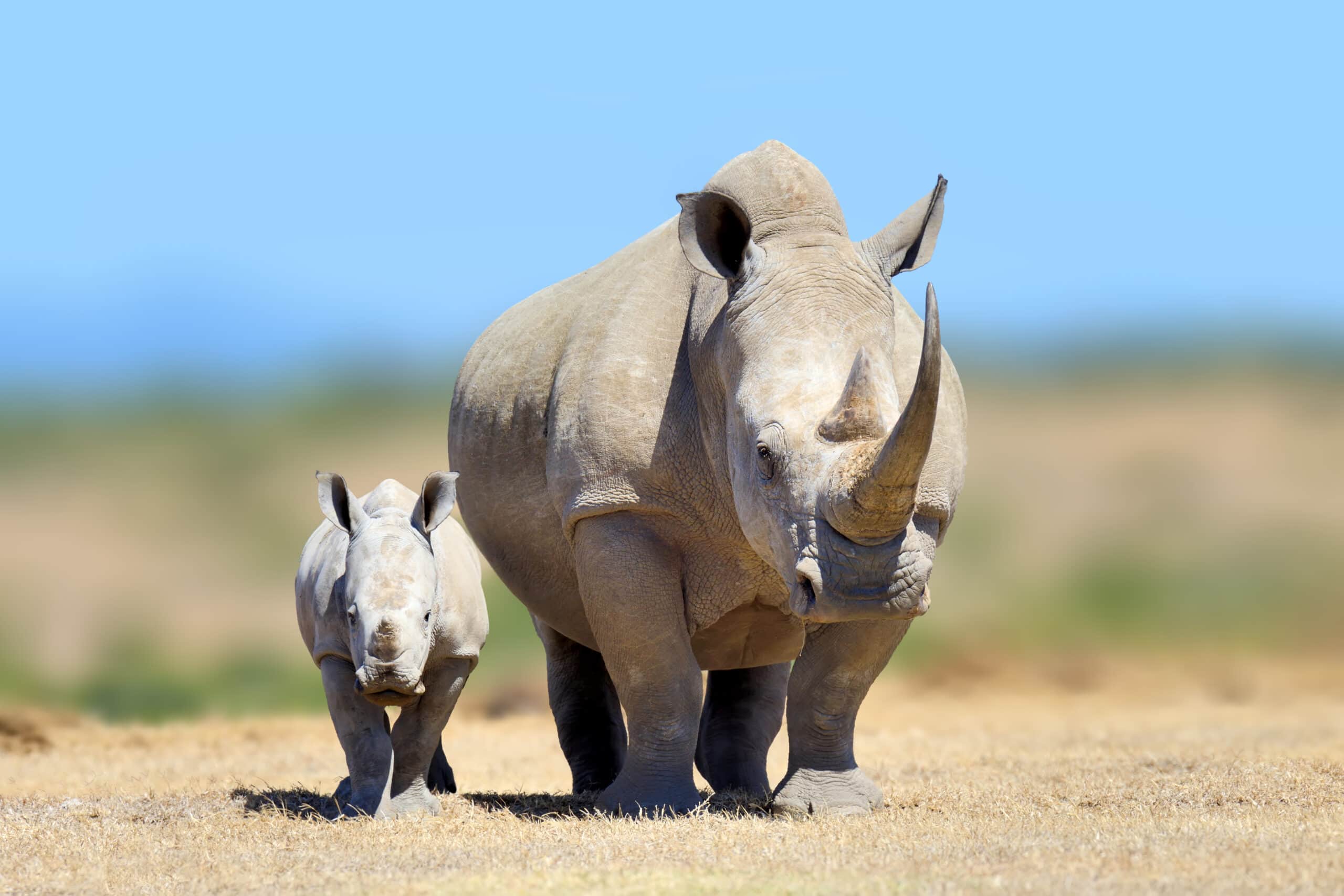 white rhinoceros in the nature habitat kenya afr 2021 08 26 15 55 51 utc scaled