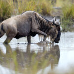 wildebeest in national park of kenya 2021 08 26 15 55 38 utc 1