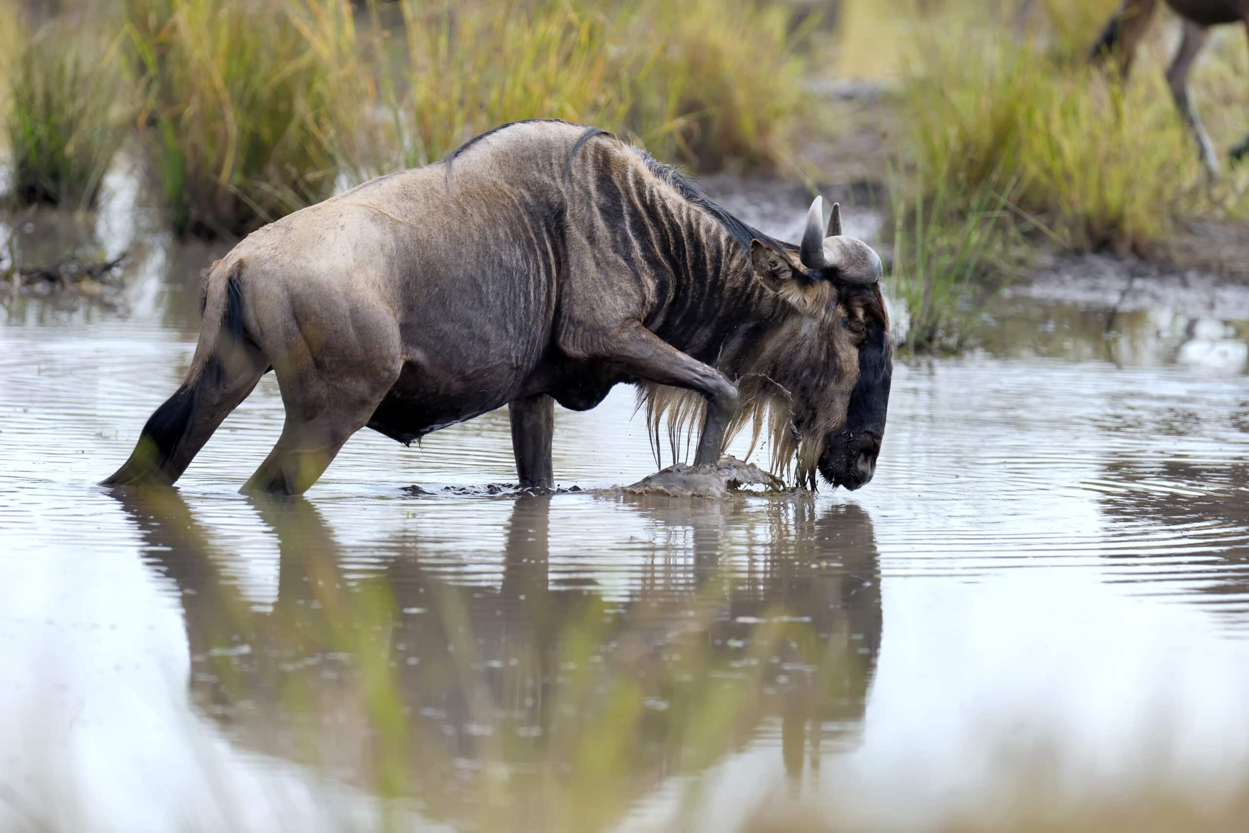 wildebeest in national park of kenya 2021 08 26 15 55 38 utc 1 scaled