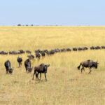 wildebeest in national park of kenya 2021 08 26 15 55 38 utc