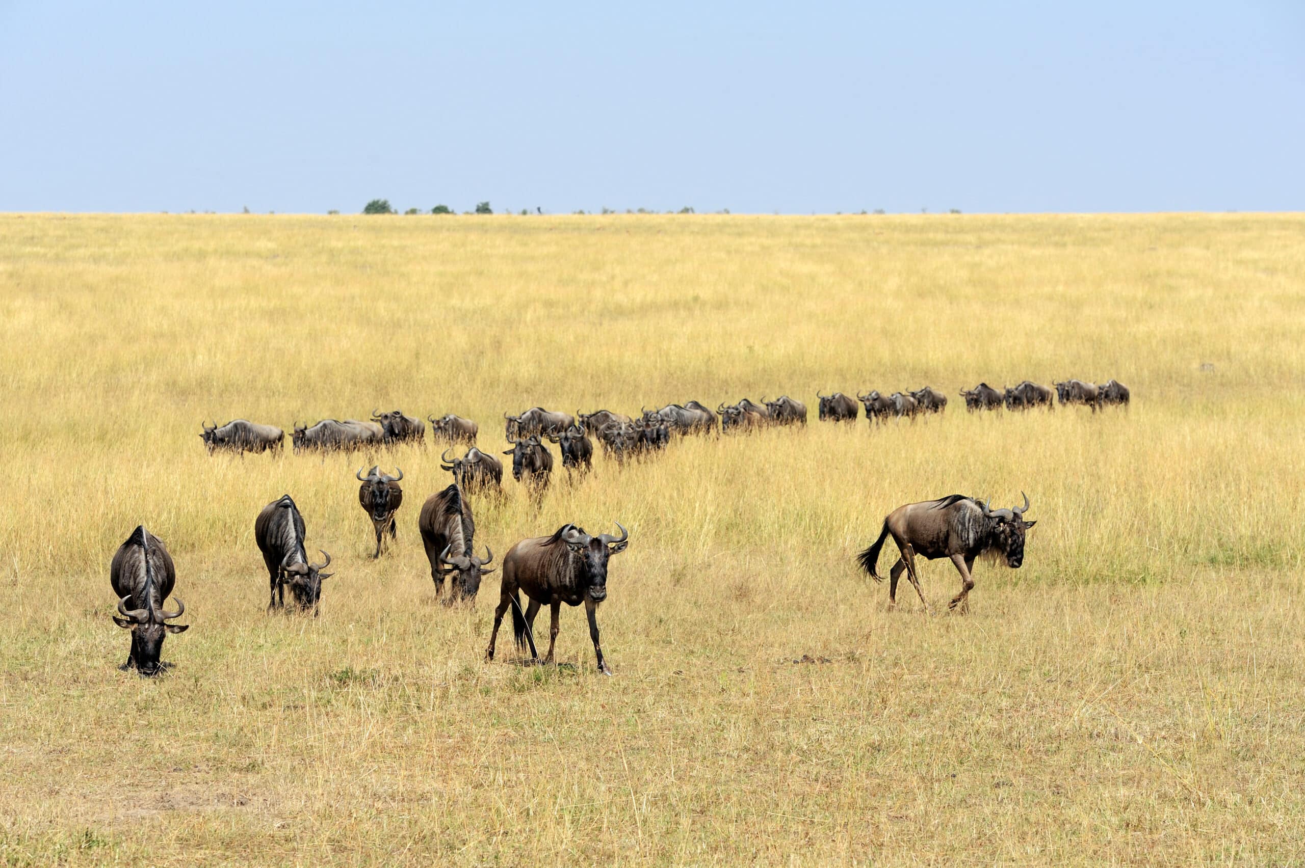 wildebeest in national park of kenya 2021 08 26 15 55 38 utc scaled