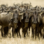 wildebeest masai mara kenya 2021 08 26 18 00 22 utc 1