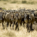 wildebeest masai mara kenya 2021 08 26 18 00 22 utc
