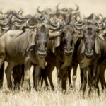 wildebeest masai mara kenya 2021 08 26 18 00 22 utc 2