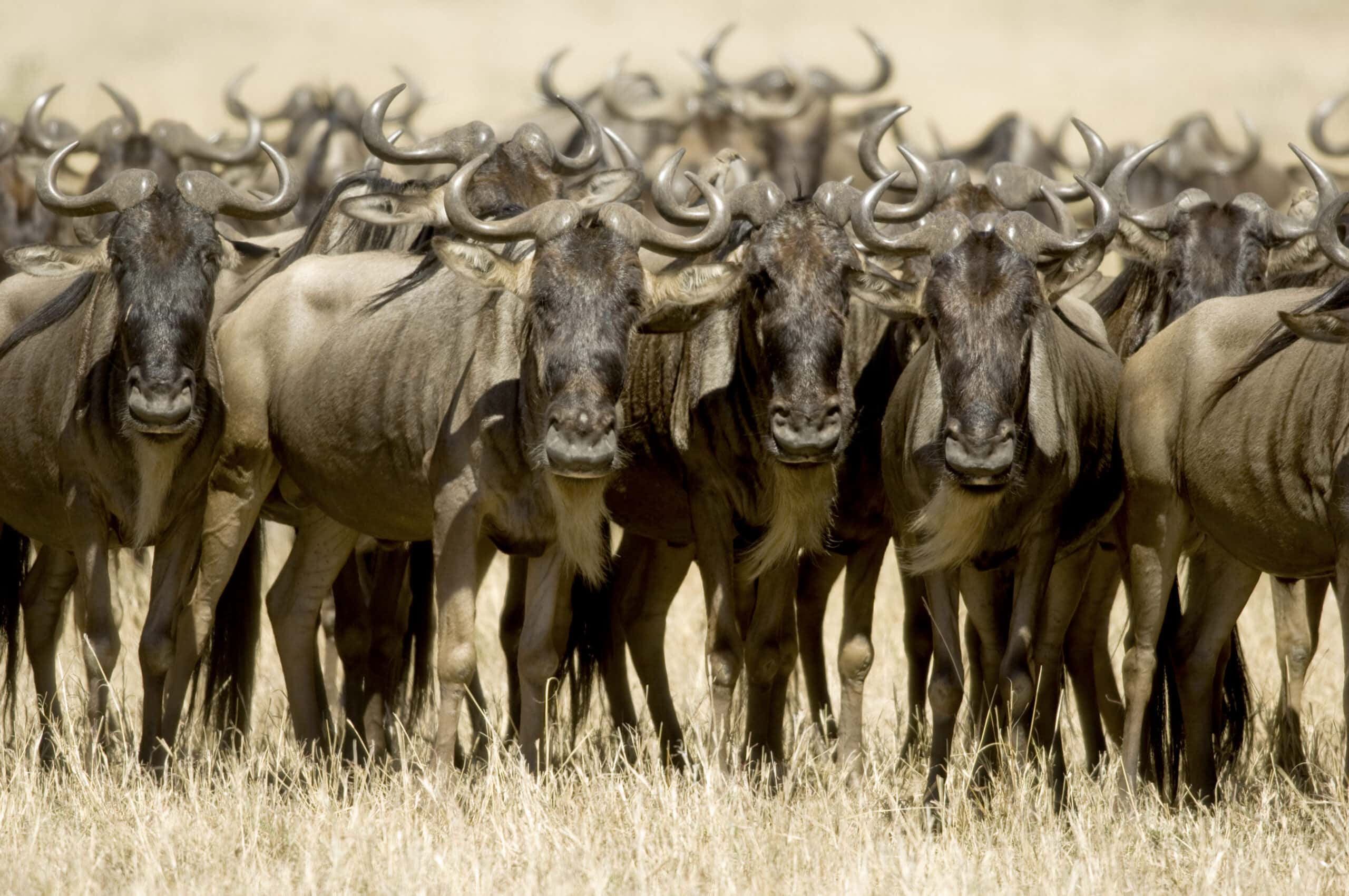 wildebeest masai mara kenya 2021 08 26 18 00 22 utc 2 scaled