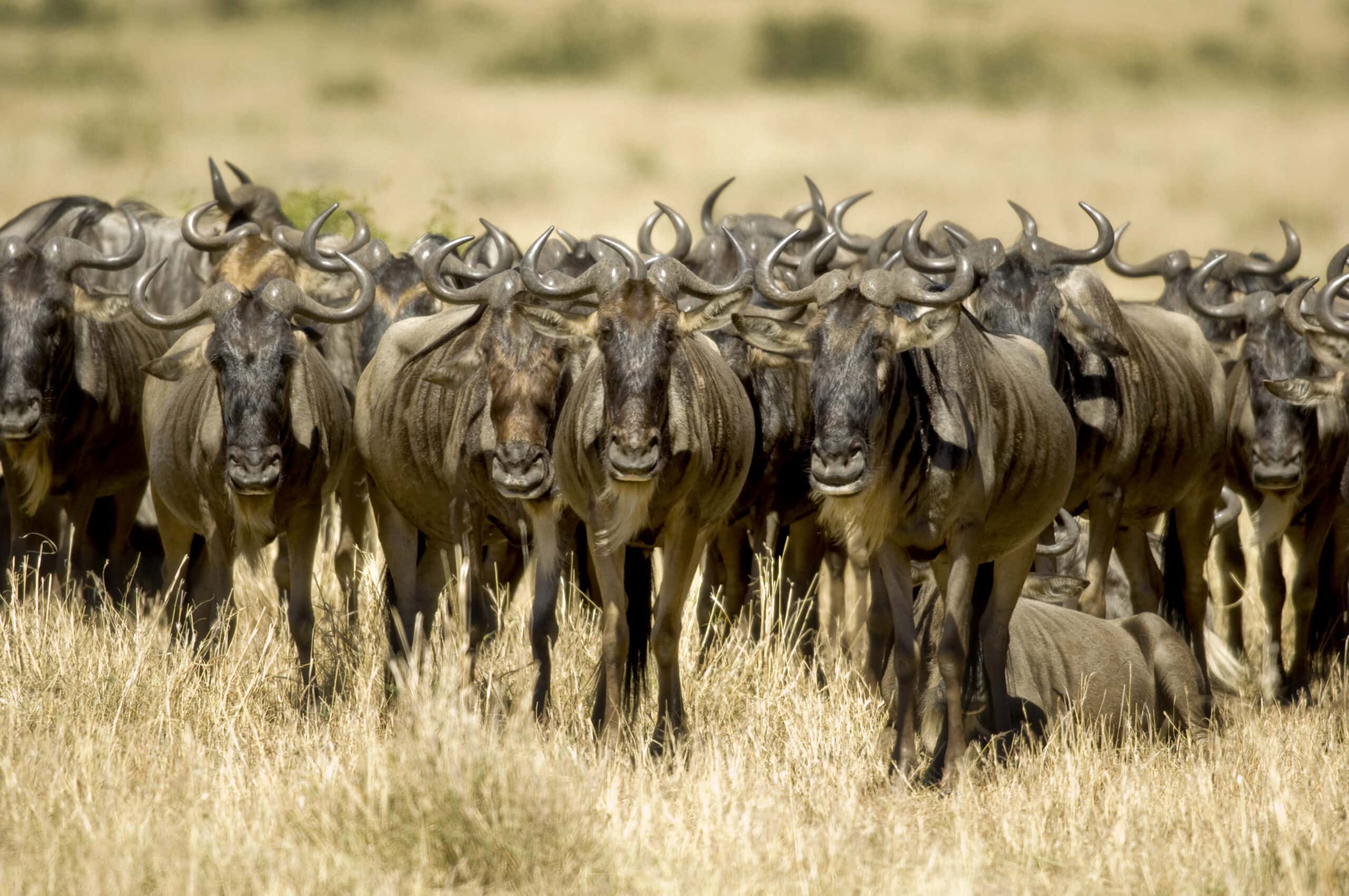 wildebeest masai mara kenya 2021 08 26 18 00 22 utc scaled