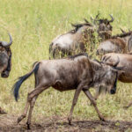 wildebeest migration between kenya and tanzania 2022 09 08 14 49 06 utc