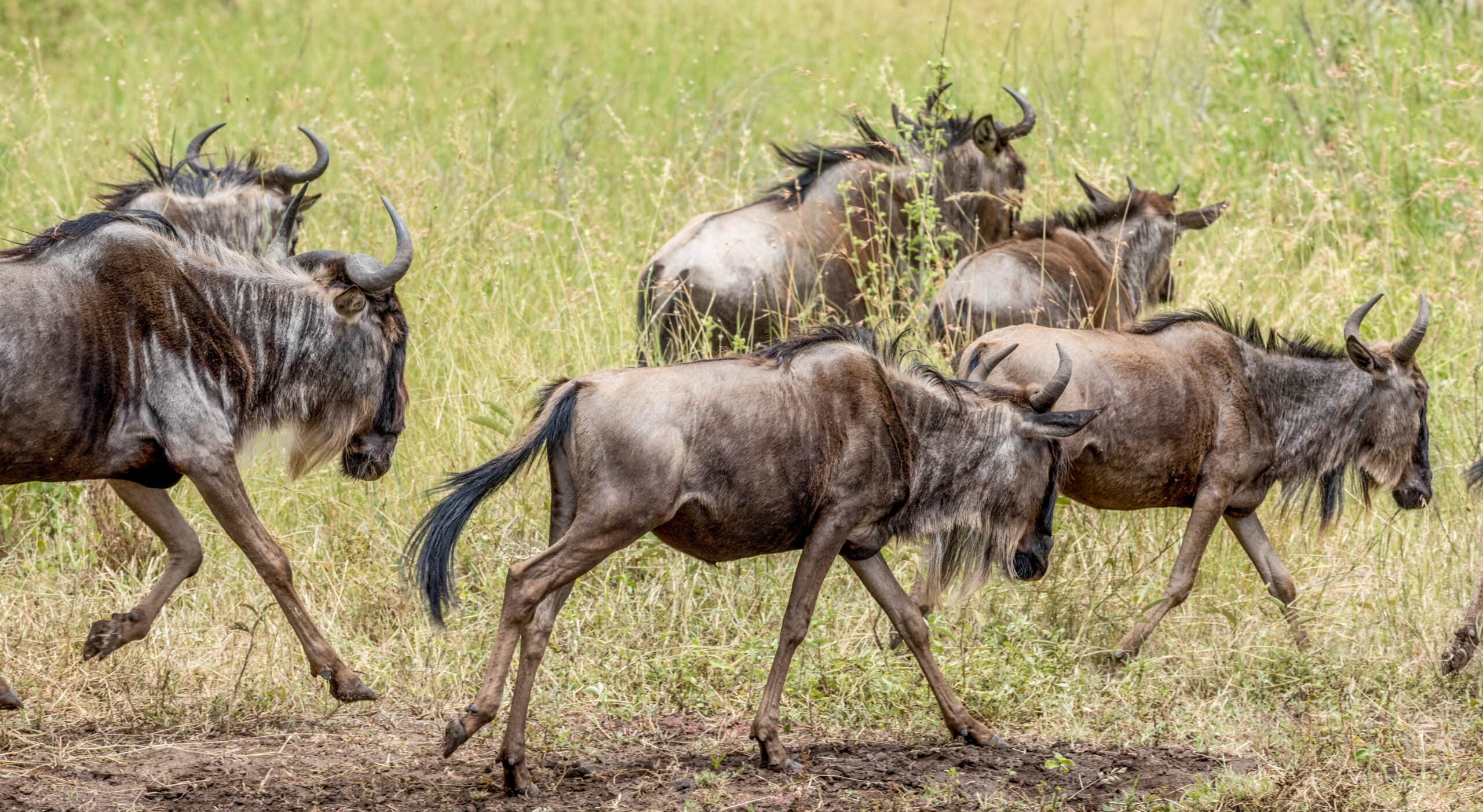 wildebeest migration between kenya and tanzania 2022 09 08 14 49 06 utc scaled