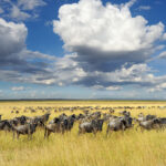 wildebeest national park of kenya africa 2021 08 26 15 55 36 utc