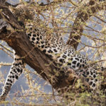 young leopard resting on a tree branch samburu n 2021 09 03 16 18 13 utc