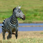 zebra in national park of kenya 2021 08 26 15 55 36 utc